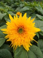 向日葵  double petals sunflower 5pcs/bundle