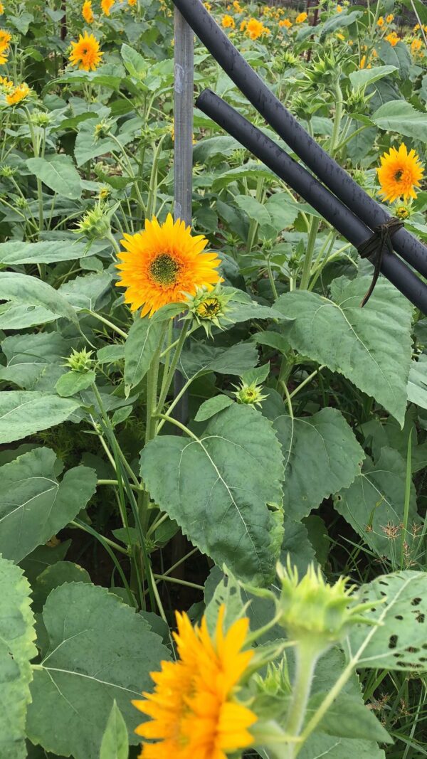 向日葵  double petals sunflower 5pcs/bundle