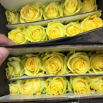 浪漫沙滩  Romantic Beach fresh cut rose 20 pcs/bundle