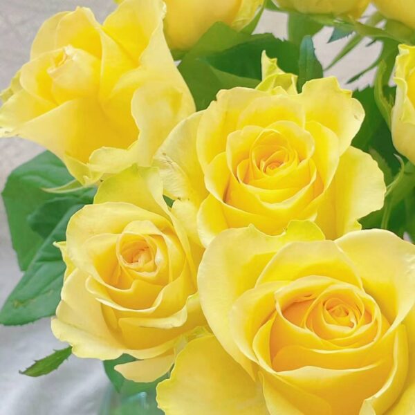 浪漫沙滩  Romantic Beach fresh cut rose 20 pcs/bundle