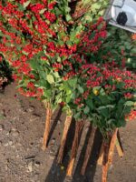 火龙珠 Hypericum berry