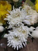 大白菊  大黄菊  yellow/white Chrysanthmum
