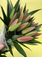 罗宾 Robin fresh cut lily 10pcs/bundle