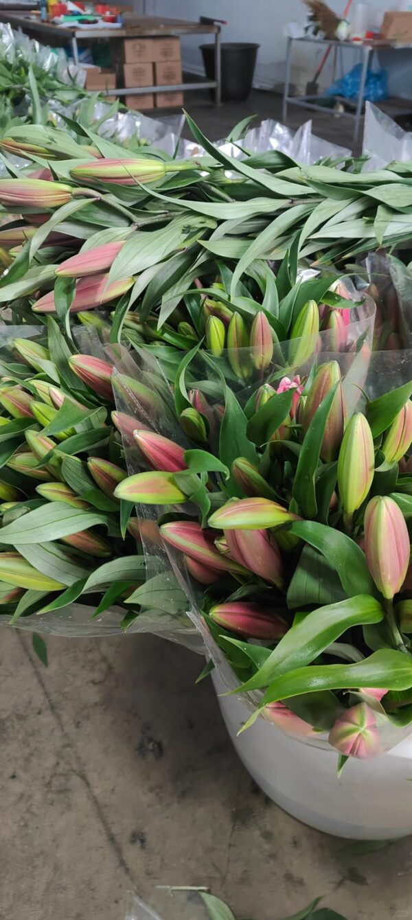 罗宾 Robin fresh cut lily 10pcs/bundle