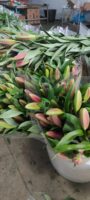 罗宾 Robin fresh cut lily 10pcs/bundle