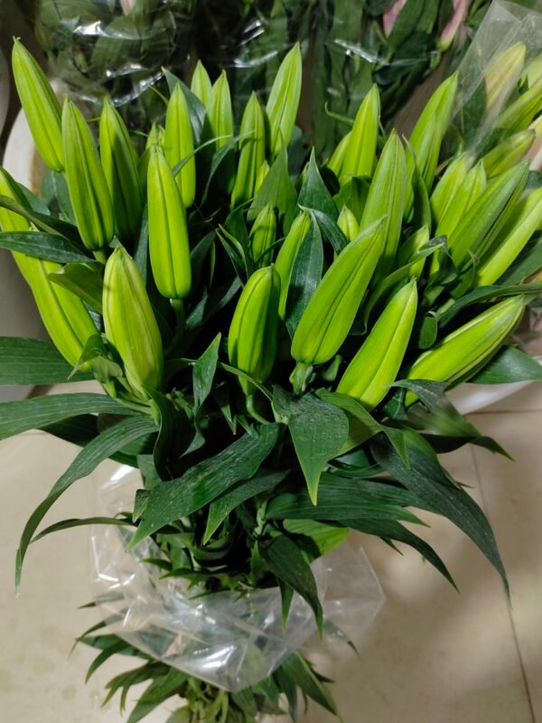 西伯利亚 Siberia fresh cut flower lily 10 pcs/bundle