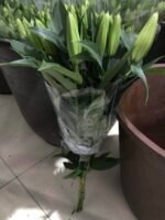 西伯利亚 Siberia fresh cut flower lily 10 pcs/bundle