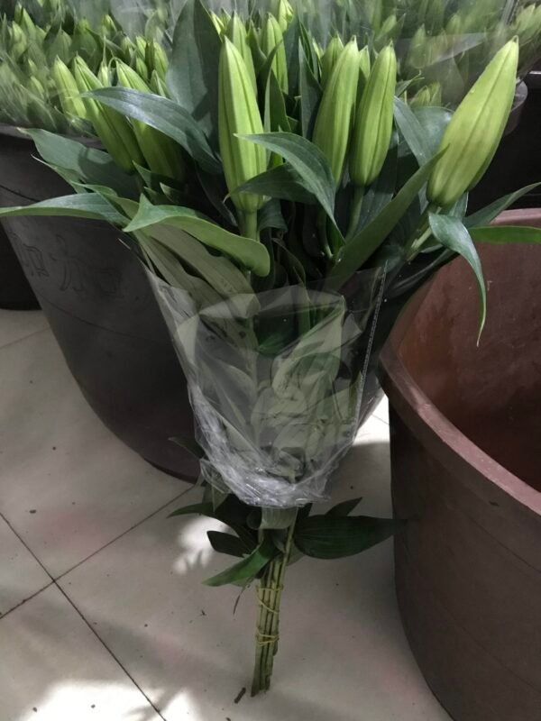西伯利亚 Siberia fresh cut flower lily 10 pcs/bundle