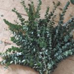 尤加利软大叶  Multi-eucalyptus leaves（big leaf)