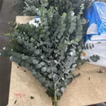 尤加利软大叶  Multi-eucalyptus leaves（big leaf)