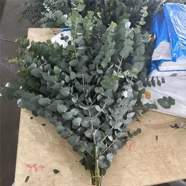 尤加利软大叶  Multi-eucalyptus leaves（big leaf)