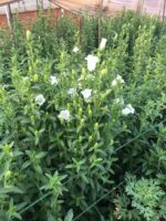 风铃花 bell flower 10pcs/bundle