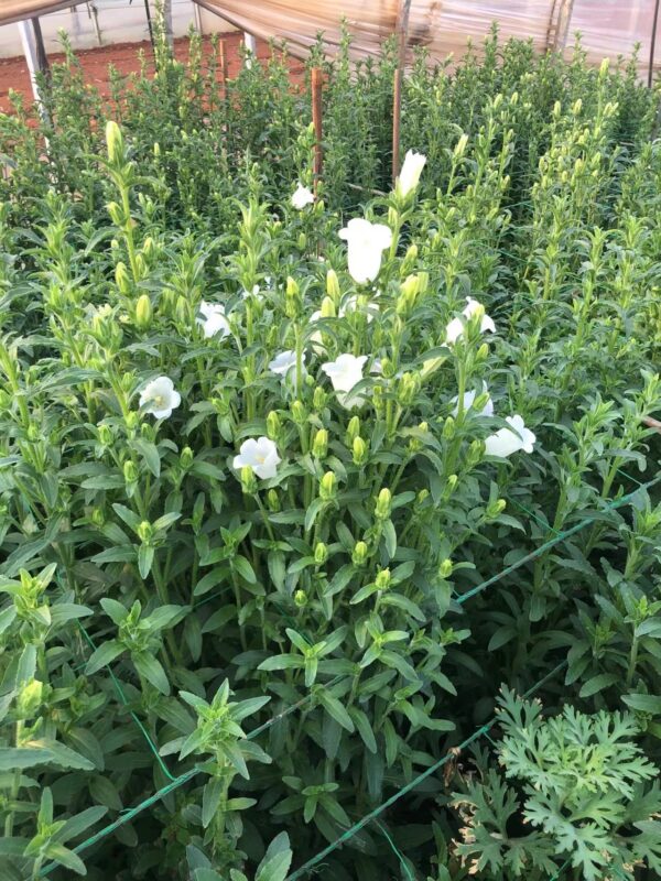 风铃花 bell flower 10pcs/bundle
