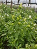 风铃花 bell flower 10pcs/bundle