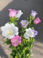 风铃花 bell flower 10pcs/bundle