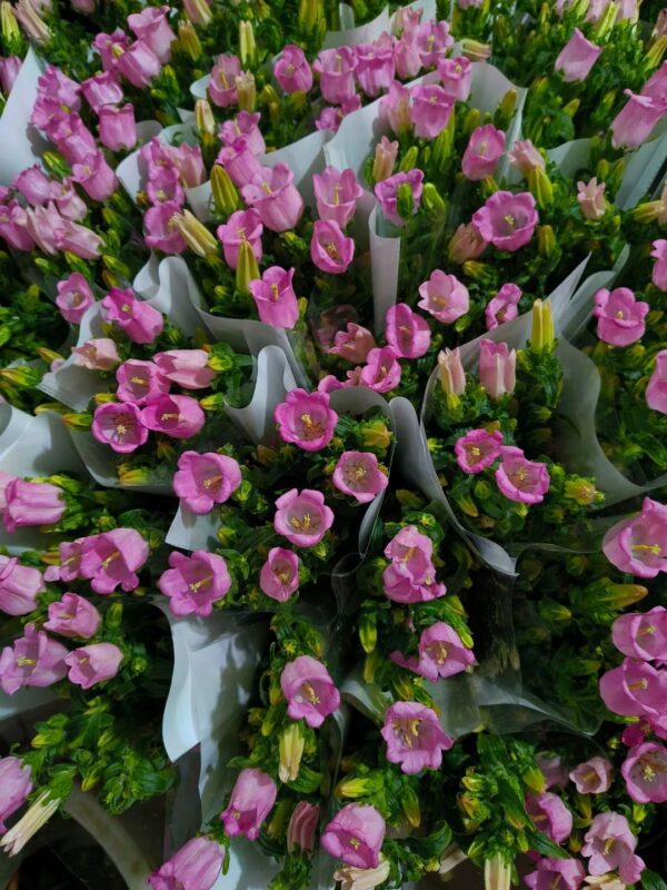 风铃花 bell flower 10pcs/bundle