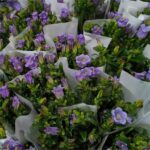 风铃花 bell flower 10pcs/bundle