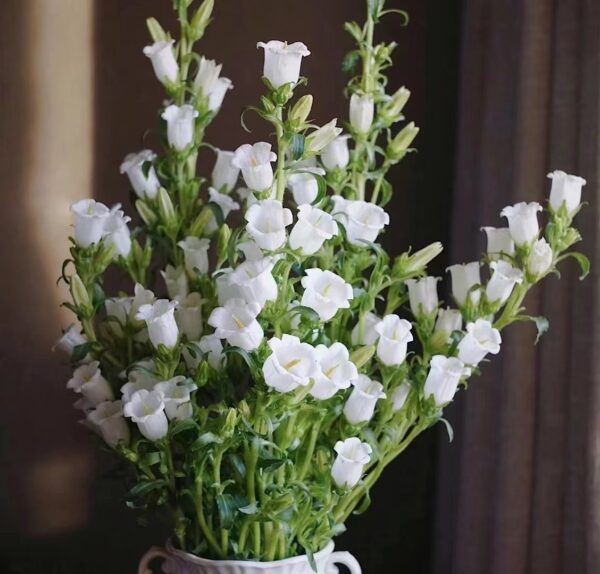 风铃花 bell flower 10pcs/bundle