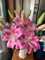 罗宾 Robin fresh cut lily 10pcs/bundle