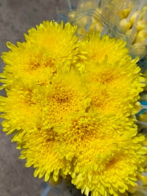 大白菊  大黄菊  yellow/white Chrysanthmum
