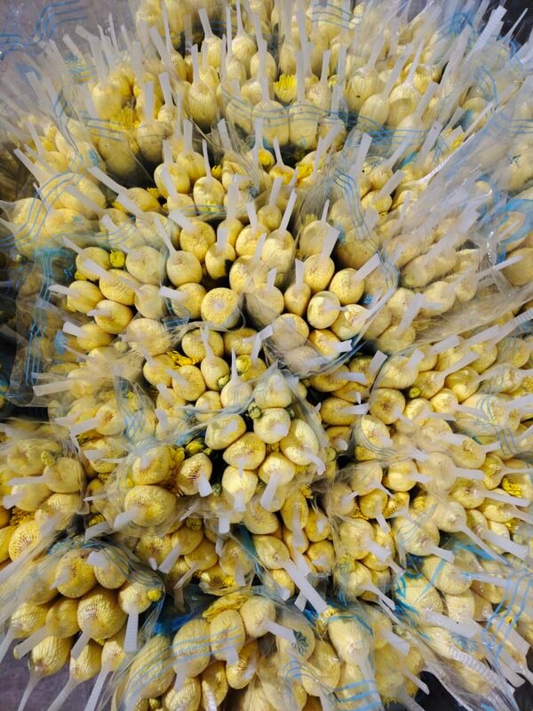 大白菊  大黄菊  yellow/white Chrysanthmum