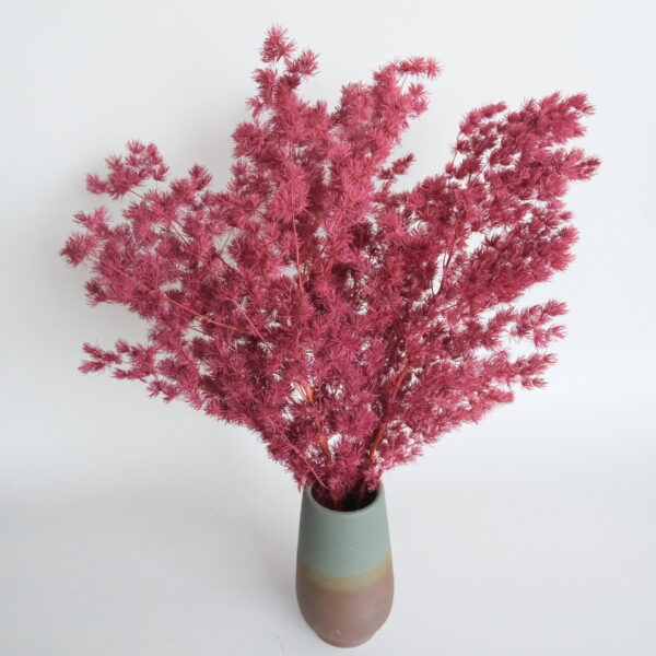dry flower ming fern