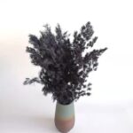 dry flower ming fern