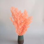 dry flower ming fern
