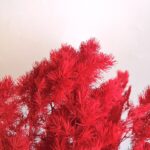 dry flower ming fern
