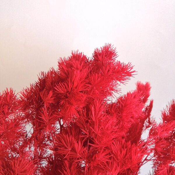 dry flower ming fern