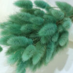 dry flower  bunny tail