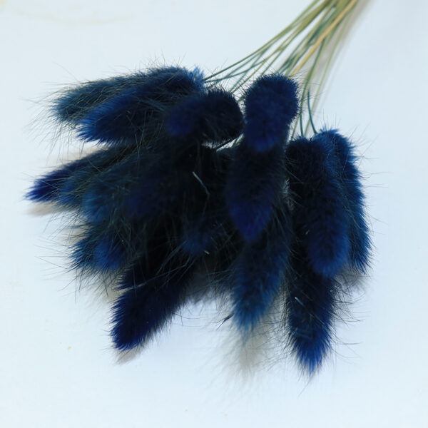 dry flower  bunny tail