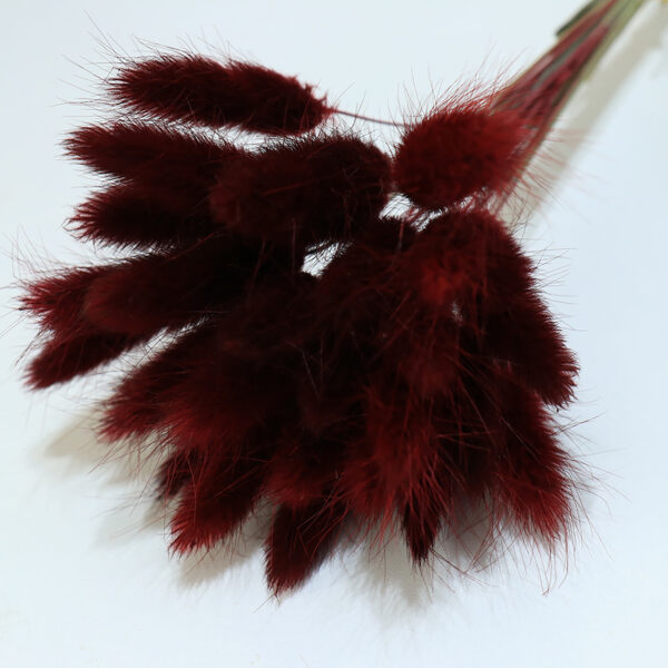 dry flower  bunny tail