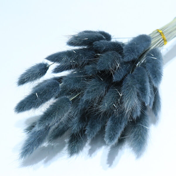 dry flower  bunny tail