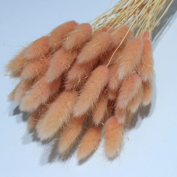 dry flower  bunny tail