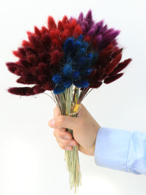 dry flower  bunny tail