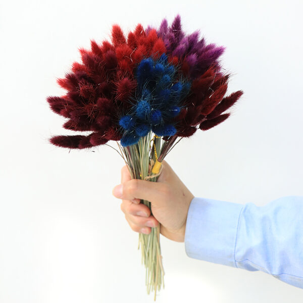 dry flower  bunny tail