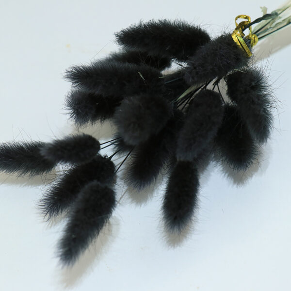 dry flower  bunny tail