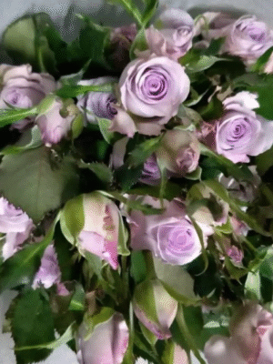 九星蓝狐Nine Star Blue Fox