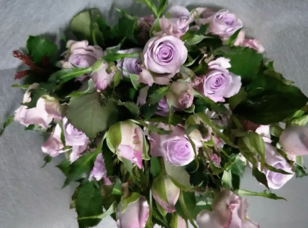 九星蓝狐Nine Star Blue Fox