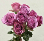 冷美人Cold beauty