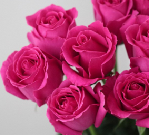 大陶红高盛Fuchsia rose