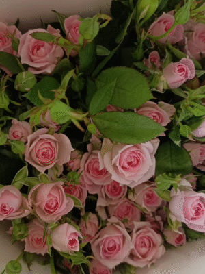 完美甜蜜Perfect Sweetness