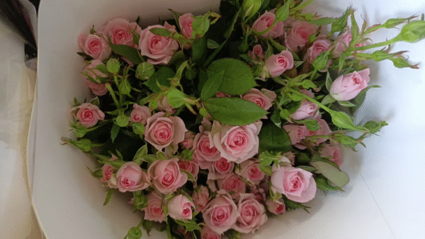 完美甜蜜Perfect Sweetness