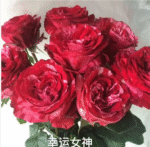幸运女神Goddess of luck