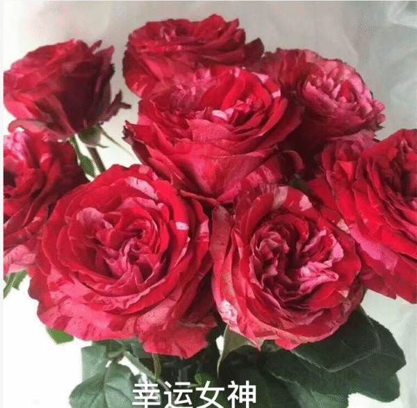 幸运女神Goddess of luck
