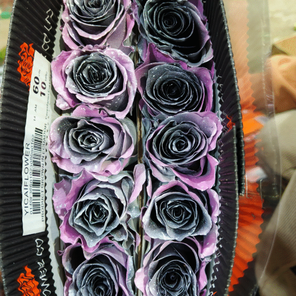 月光闪耀The moonlight shines brightly