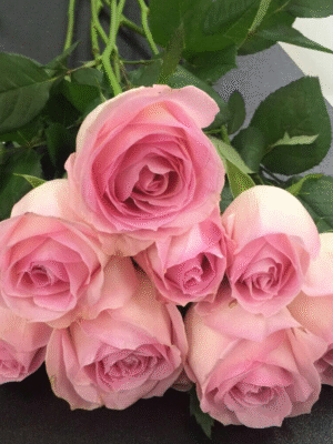 桃红雪山Peach Snow Mountain