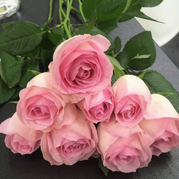 桃红雪山Peach Snow Mountain