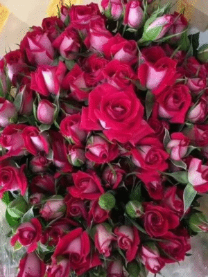 波赛妮娜Bosenina